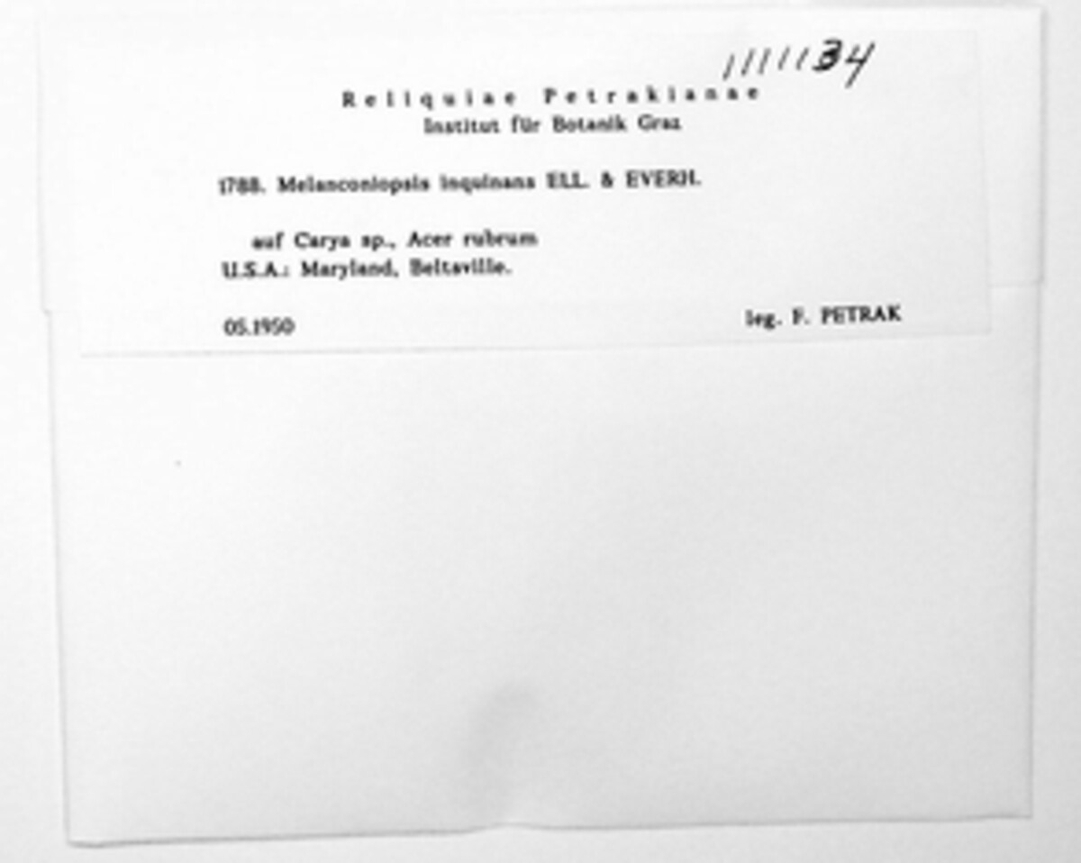 Melanconiopsis image